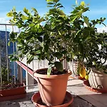 아파트 Casa Punta Veleno *